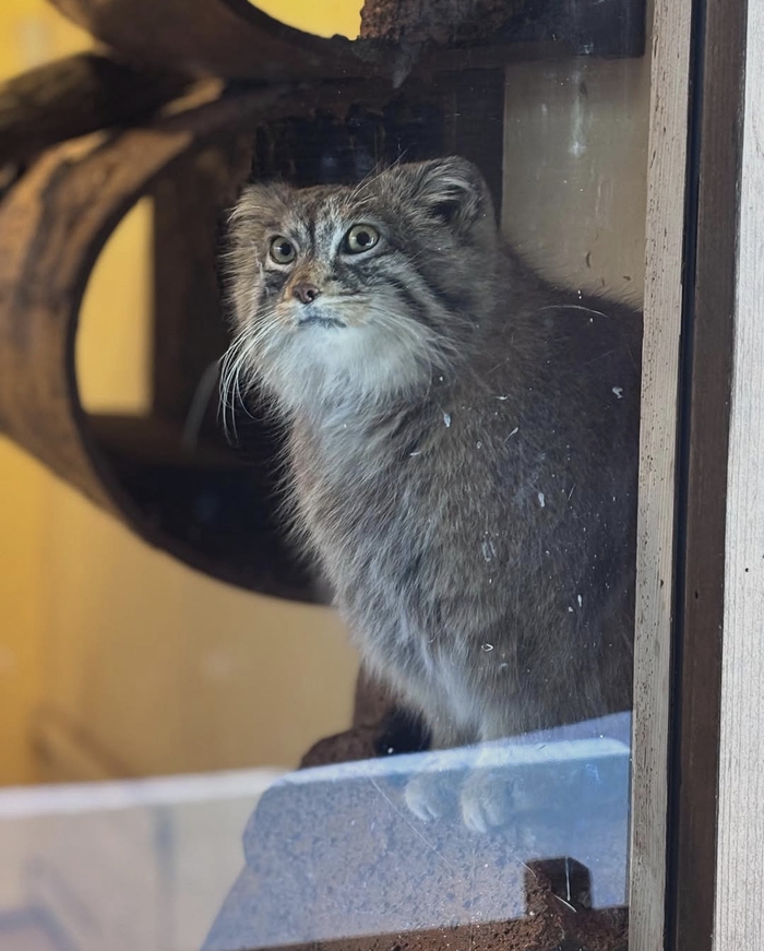 ������� ������� �����