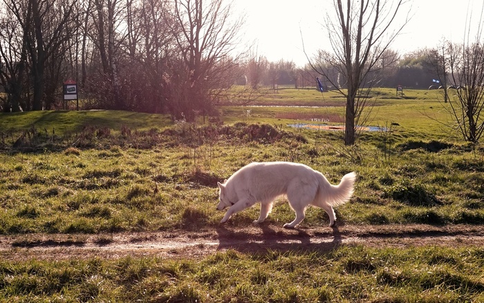 Солнечная собака