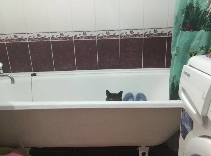 Hid - My, cat, Bath, Hide and seek