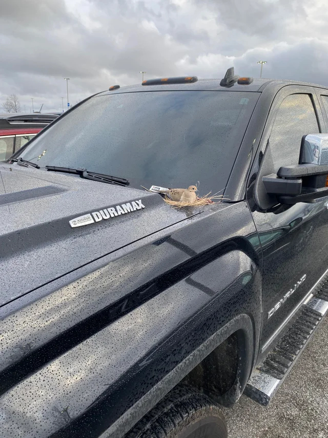 Совью гнездо тут