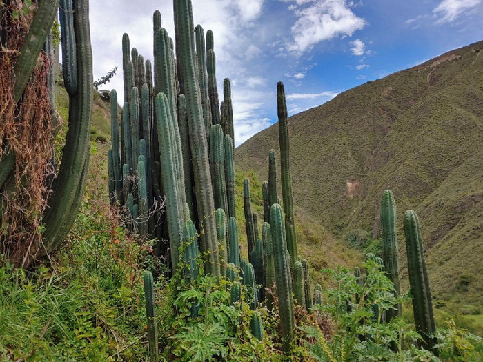  -   .    <!--noindex--><a href="https://pikabu.ru/story/gallyutsinogenyi_kaktus_sanpedro_12409248?u=http%3A%2F%2Fdzen.ru&t=dzen.ru&h=4df646f52a546fe378290929d40cca90ccf2902a" title="http://dzen.ru" target="_blank" rel="nofollow noopener">dzen.ru</a><!--/noindex-->.