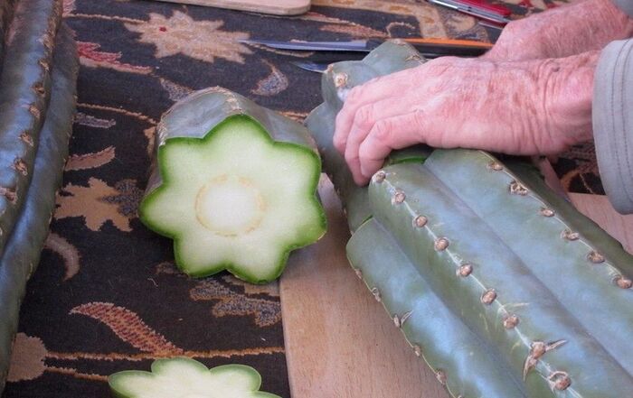  -   -  , .    <!--noindex--><a href="https://pikabu.ru/story/gallyutsinogenyi_kaktus_sanpedro_12409248?u=http%3A%2F%2Fdzen.ru&t=dzen.ru&h=4df646f52a546fe378290929d40cca90ccf2902a" title="http://dzen.ru" target="_blank" rel="nofollow noopener">dzen.ru</a><!--/noindex-->.