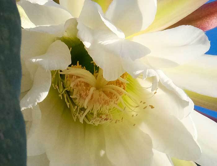    .    <!--noindex--><a href="https://pikabu.ru/story/gallyutsinogenyi_kaktus_sanpedro_12409248?u=http%3A%2F%2Firairopa.livejournal.com&t=irairopa.livejournal.com&h=282c69139a090c7b3e39249447acd2c6b374dd14" title="http://irairopa.livejournal.com" target="_blank" rel="nofollow noopener">irairopa.livejournal.com</a><!--/noindex-->.