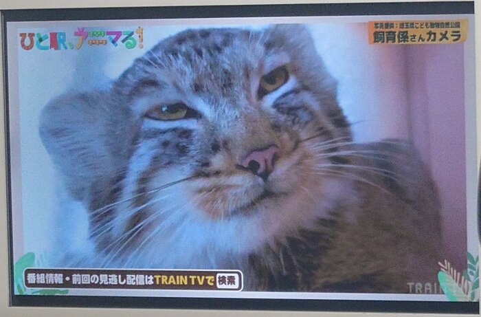 ��� ����� ��� ��������� �� �������� ������ ����