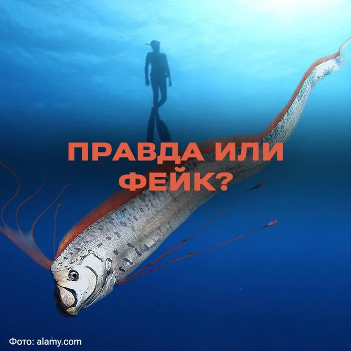 Doomsday Fish Found Off Coast Of Mexico – Real Or Fake? - Rare view, Media and press, Herring King, Ichthyology, Animals, Mexico, Spain, Apocalypse, Myths, Rebuttal, Longpost