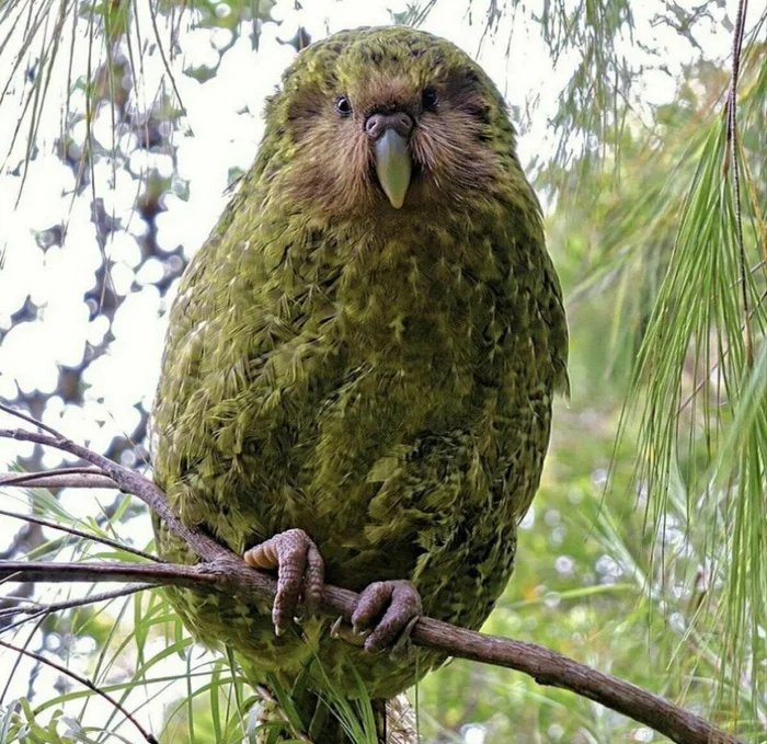 Kakapo - a parrot that can't fly - Facts, Peace, Animals, A parrot, Russia, Around the world, Longpost, Kakapo, Birds