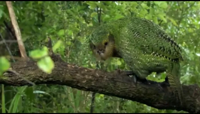 Kakapo - a parrot that can't fly - Facts, Peace, Animals, A parrot, Russia, Around the world, Longpost, Kakapo, Birds