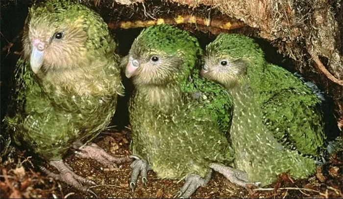 Kakapo - a parrot that can't fly - Facts, Peace, Animals, A parrot, Russia, Around the world, Longpost, Kakapo, Birds