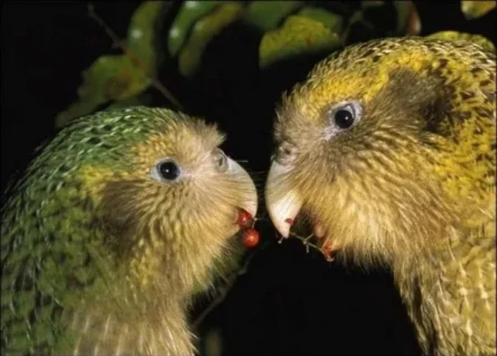 Kakapo - a parrot that can't fly - Facts, Peace, Animals, A parrot, Russia, Around the world, Longpost, Kakapo, Birds