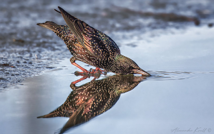 Пить! Фото: Александр Круль <a href="https://pikabu.ru/story/sushnyak_12406047?u=https%3A%2F%2Fpikabu.ru%2Fadd%3Fcommunity%3Dwildanimals&t=%D0%BE%D1%82%D1%81%D1%8E%D0%B4%D0%B0&h=7844295231c156f37ddcdb3f9de7726b5cc6f9b8" title="https://pikabu.ru/add?community=wildanimals" target="_blank" rel="nofollow noopener">отсюда</a>