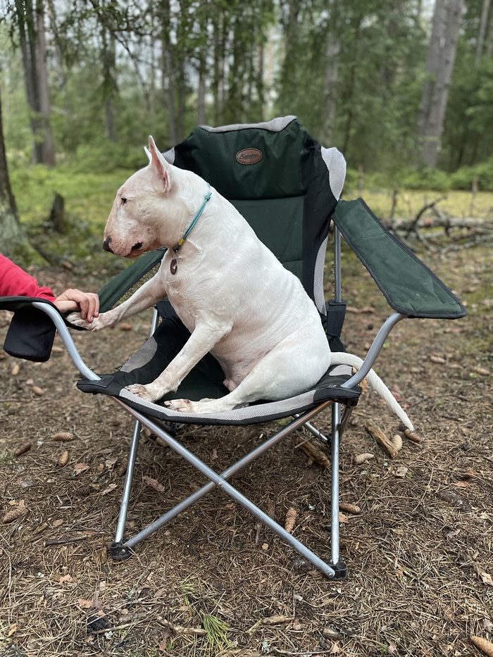 ��� ������