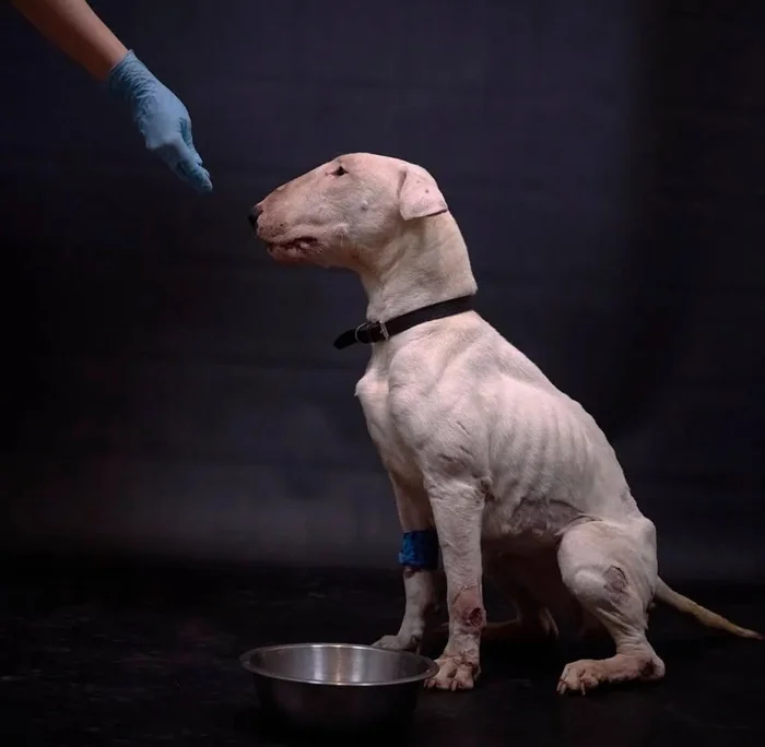The bull terrier from the garbage dump didn't eat me - My, Dog, Mat, Bull terrier, Pets, Longpost, Animal Rescue
