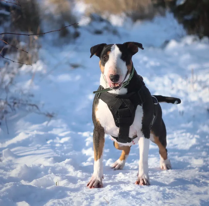 The bull terrier from the garbage dump didn't eat me - My, Dog, Mat, Bull terrier, Pets, Longpost, Animal Rescue