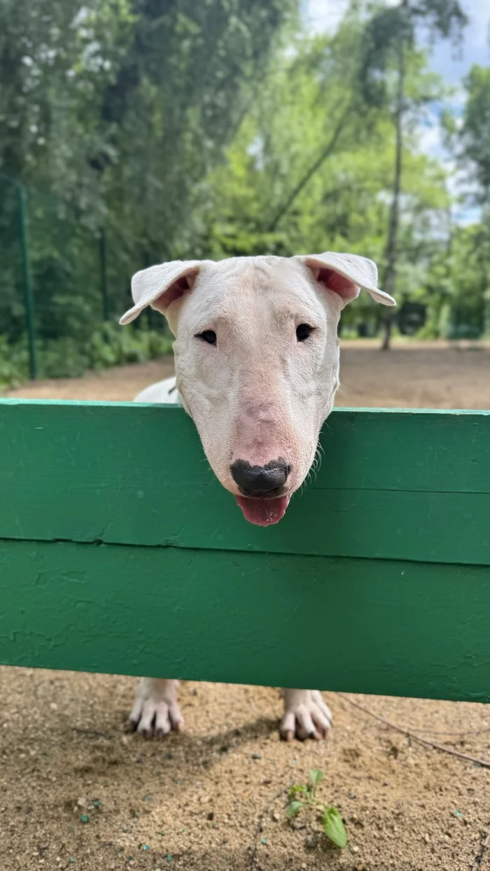 The bull terrier from the garbage dump didn't eat me - My, Dog, Mat, Bull terrier, Pets, Longpost, Animal Rescue