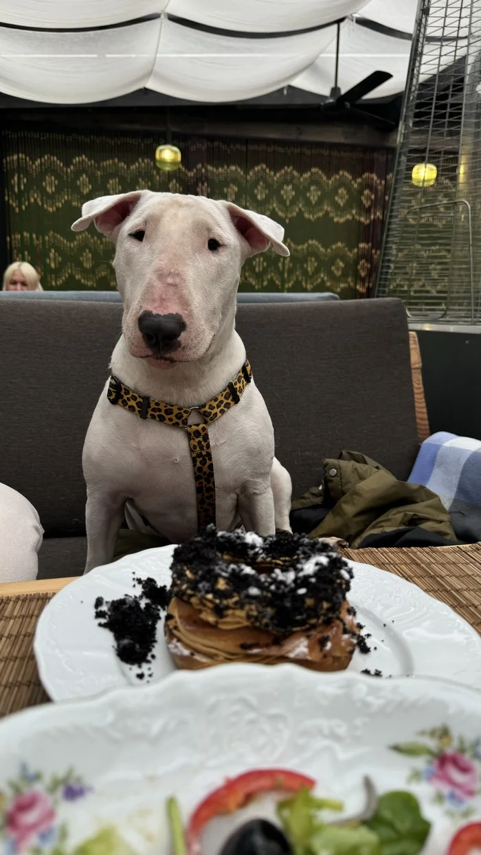 The bull terrier from the garbage dump didn't eat me - My, Dog, Mat, Bull terrier, Pets, Longpost, Animal Rescue