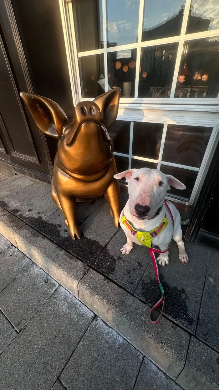 The bull terrier from the garbage dump didn't eat me - My, Dog, Mat, Bull terrier, Pets, Longpost, Animal Rescue