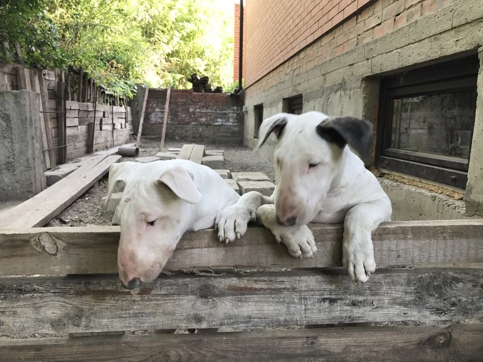 The bull terrier from the garbage dump didn't eat me - My, Dog, Mat, Bull terrier, Pets, Longpost, Animal Rescue