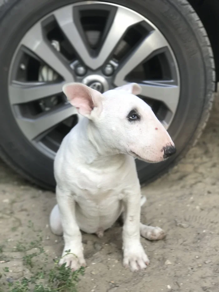 The bull terrier from the garbage dump didn't eat me - My, Dog, Mat, Bull terrier, Pets, Longpost, Animal Rescue