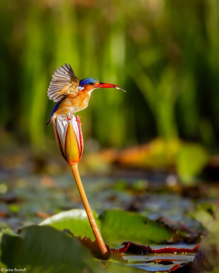 Малахитовый зимородок поедает добычу на кувшинке