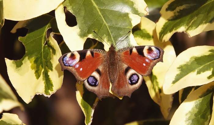 Это невероятно. У нас вчера было 17 градусов, и в сад прилетела бабочка. Дневной павлиний глаз называется. Раньше месяца на два. Зима у нас, конечно, была одно название... вернее сказать - не было совсем.