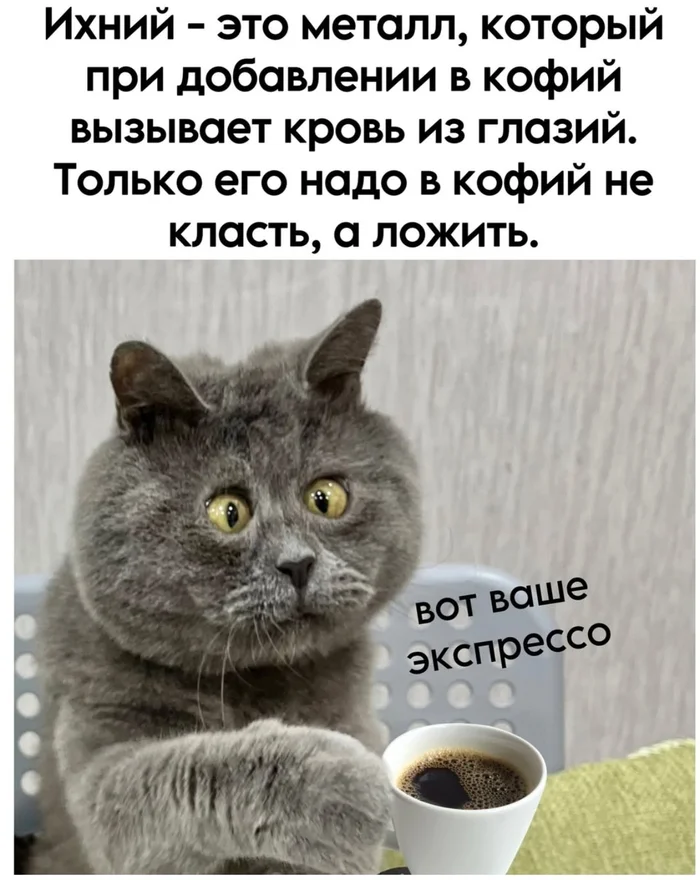 And here is a good morning to you. - Laughter (reaction), Wordplay, Suddenly, cat, Expectation and reality, Funny animals, Reaction, Fun, Funny, Good morning, Dictionary, Picture with text