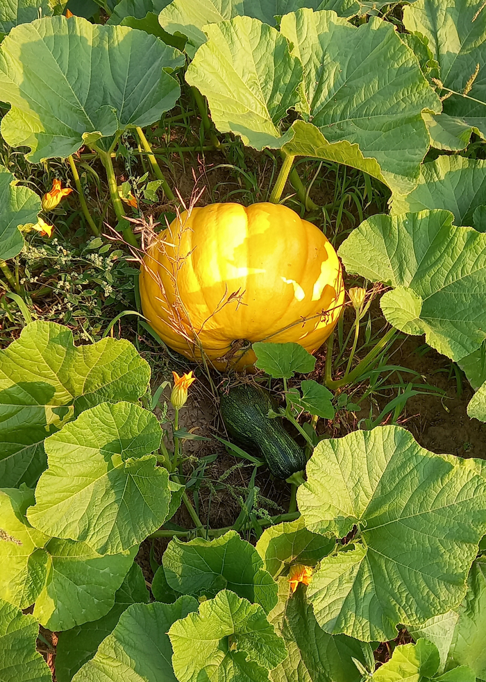 �����. ��� �����. ������ �����. ��� �������.