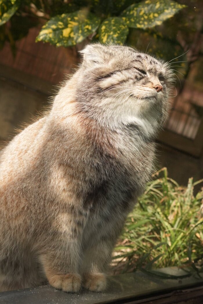 Кайф... Проспал до упора, солнышко...да ещё и в Японии день кошки сегодня