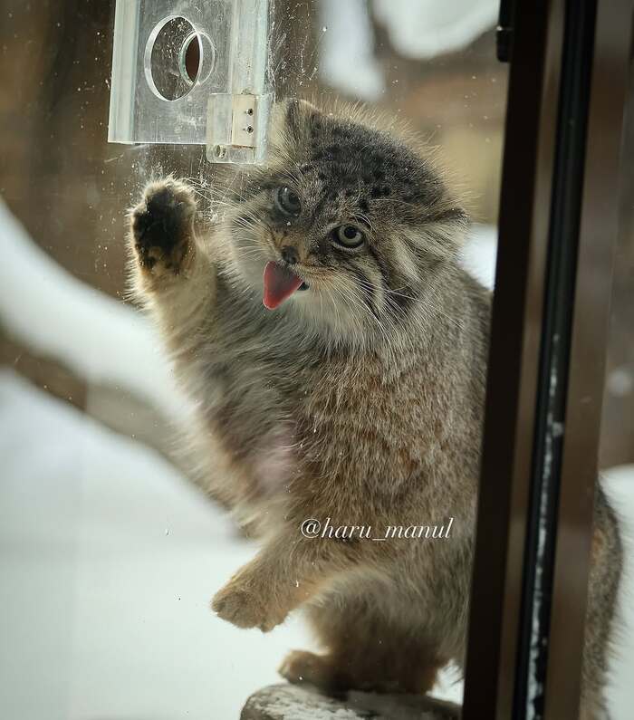 Вижу вкусняшку