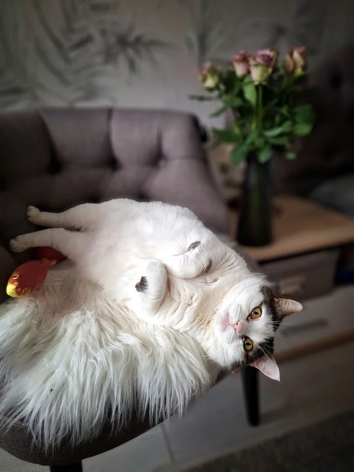 What is lying down standing or standing lying down - My, Fat cats, cat, Mobile photography, Small cats, Pets
