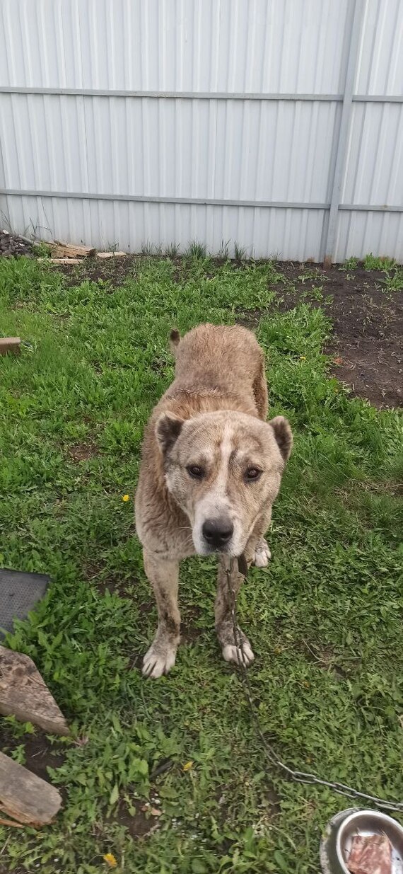 Грязный, худой и смирившийся