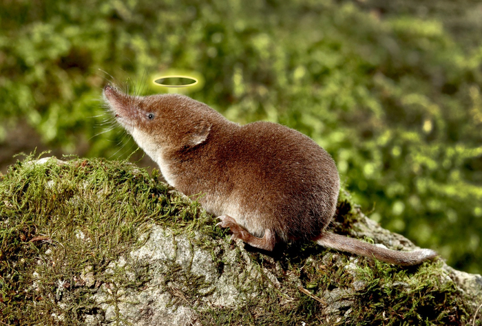 Я тут ни при чём, это всё они - кутора и короткохвостка американская!