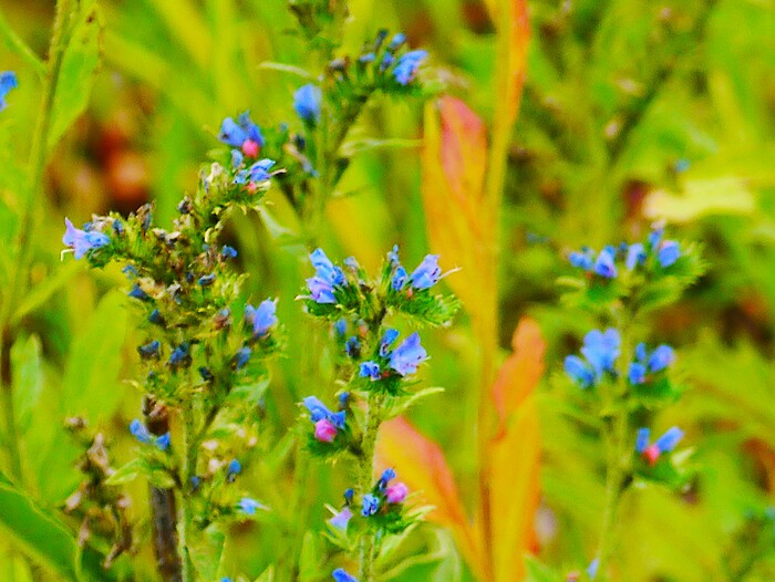 Полевые цветы
