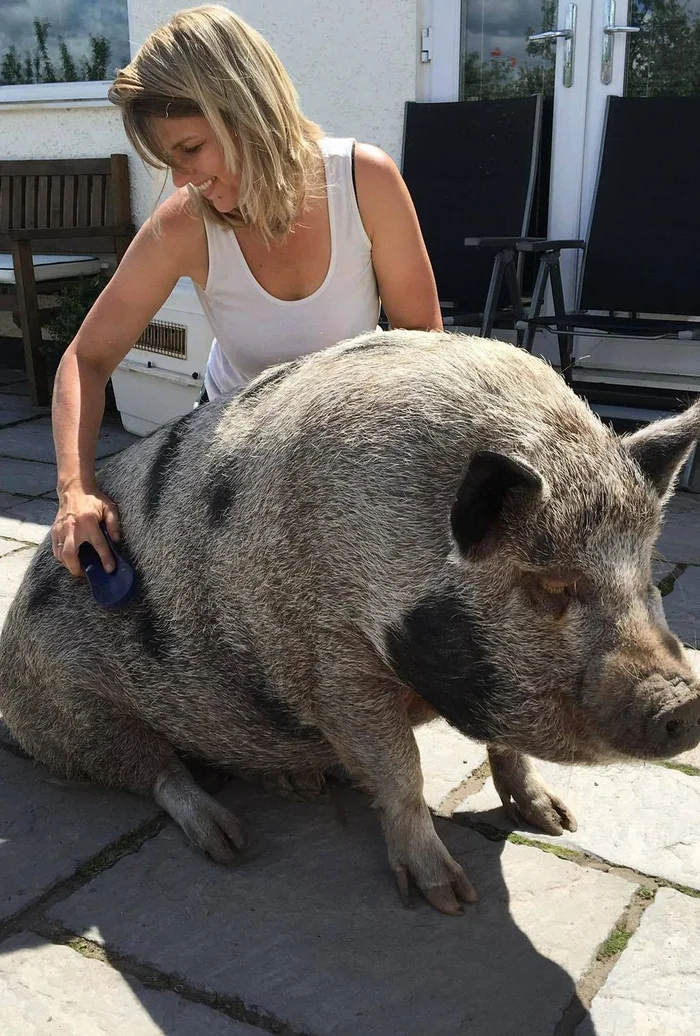 Minipigs banned from school in Jewish Autonomous Region - Bill, State Duma