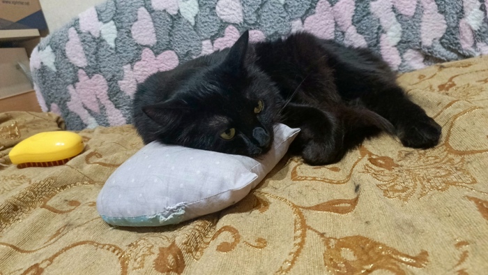 Коты понимают намного больше