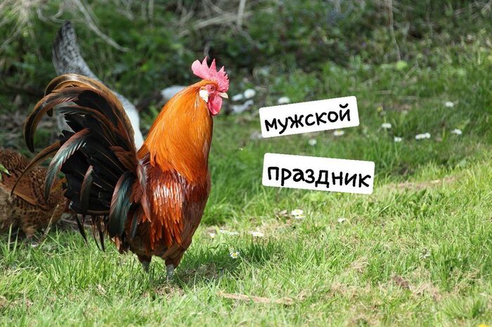 «Мужской праздник»