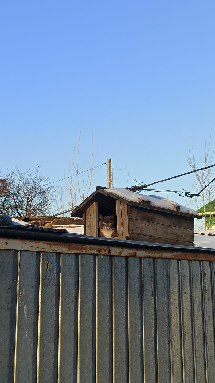 Кот, который живёт на крыше