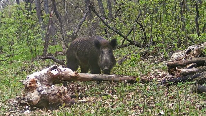Интересные факты о кабанах / Фотоловушка в лесу