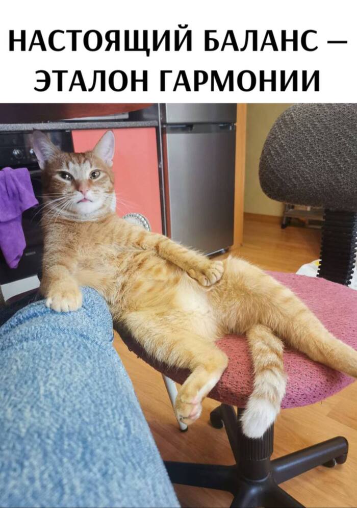 , ,   ,   ,     ,   , , ,  , Telegram ()