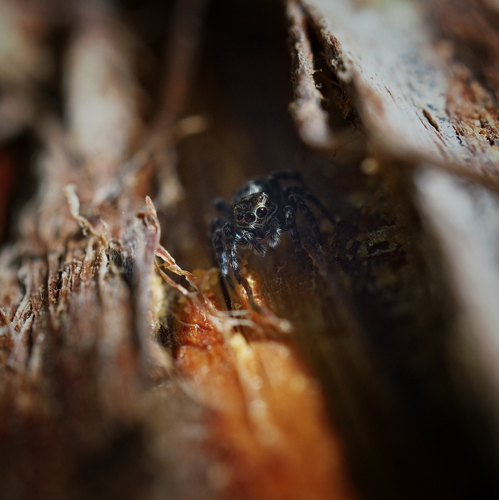 Паук скакун