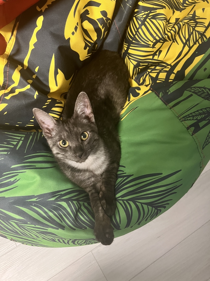 Просто ушастый кот