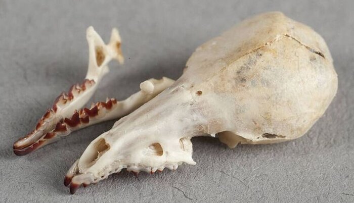 Череп бурозубки