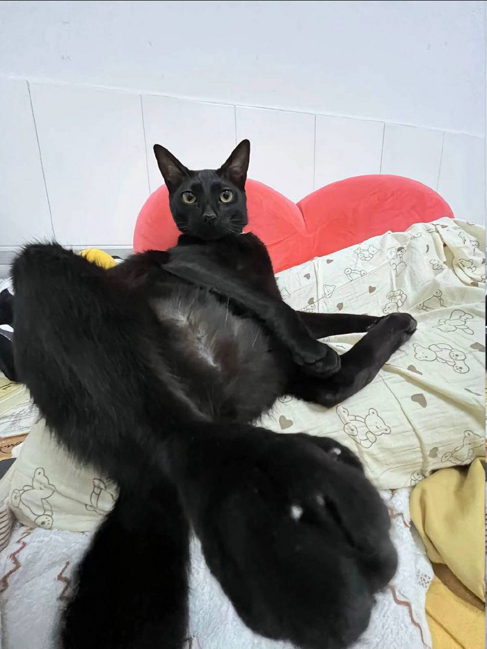    , , ,  