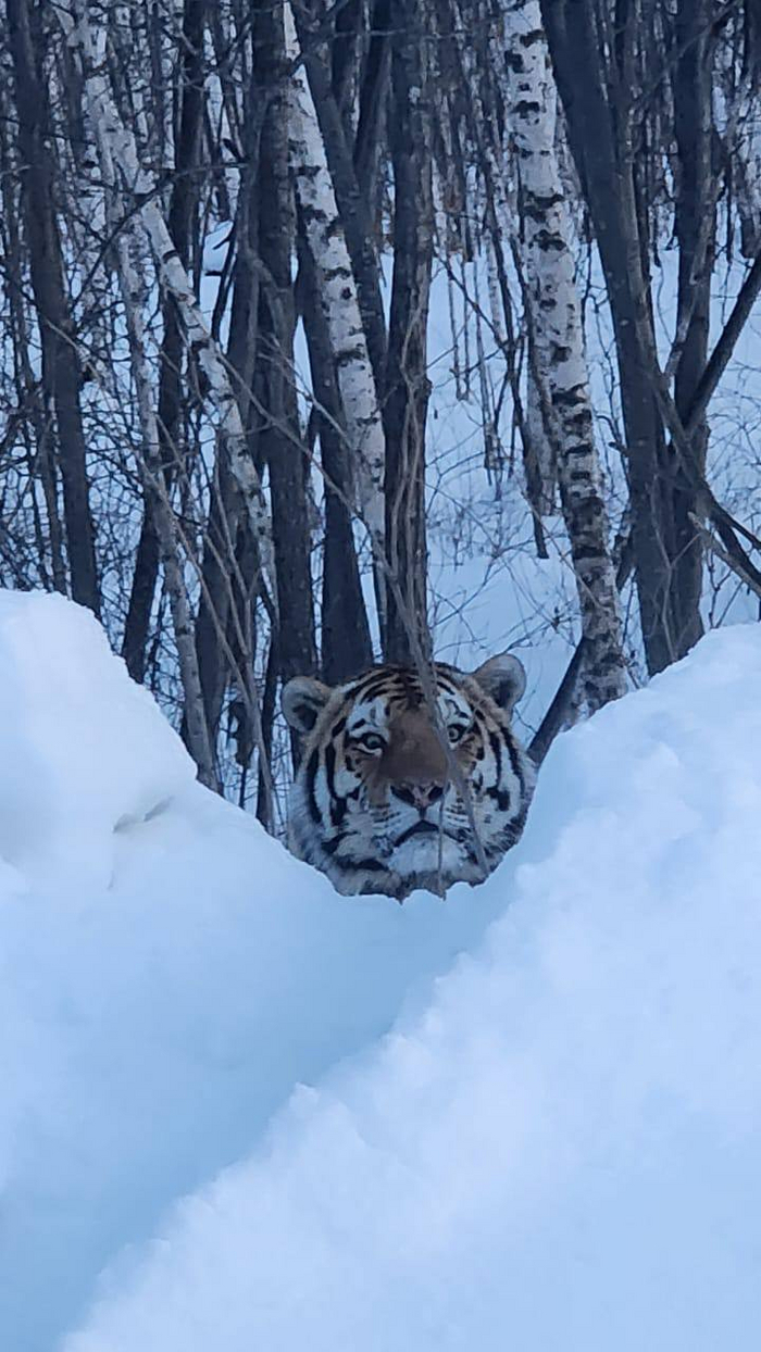 В Комсомольском районе Хабаровского края автомобилисты встретили амурского тигра