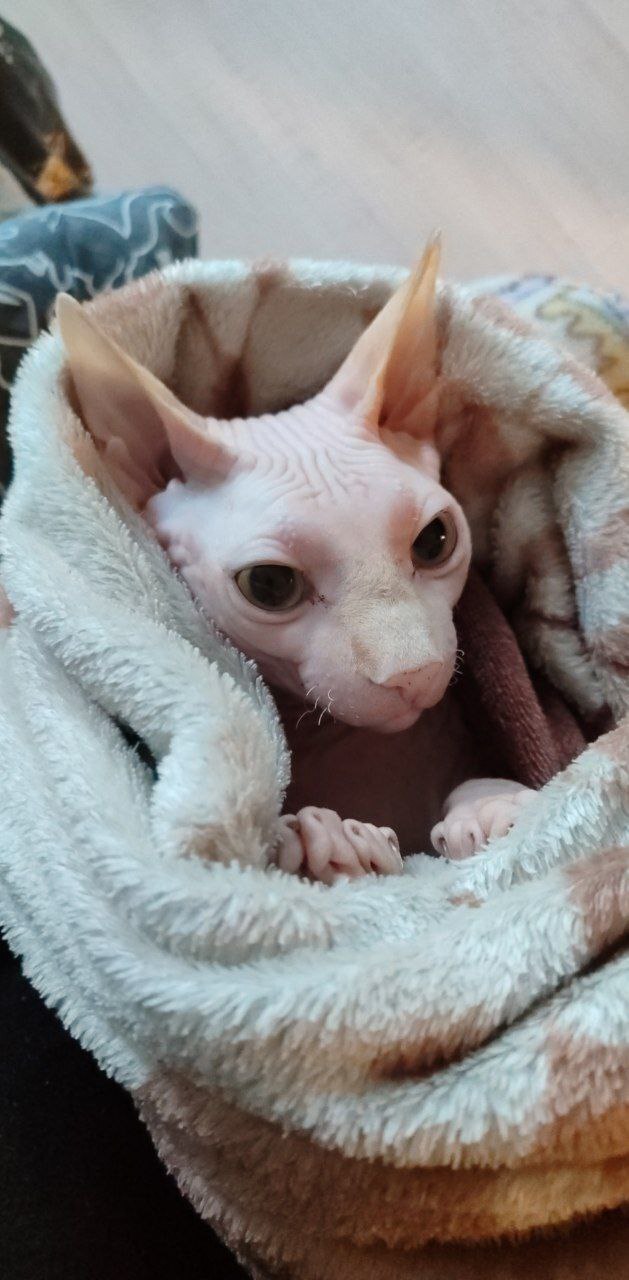 Беляшек в пледике эх