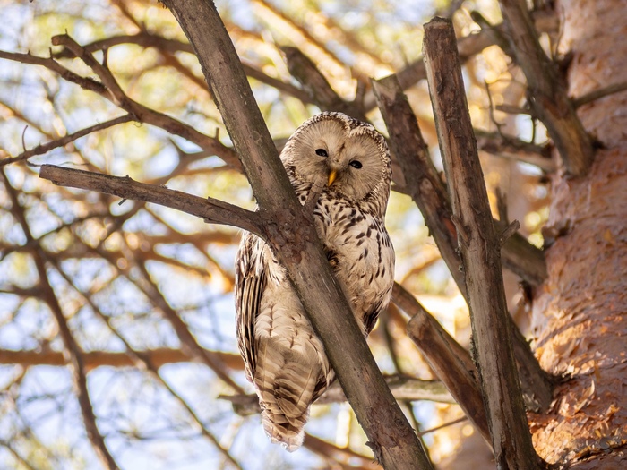 Длиннохвостая неясыть