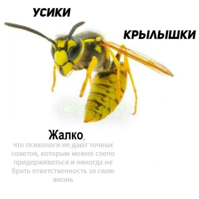  ,  , , ,  ,  , , , , ,   , Telegram ()