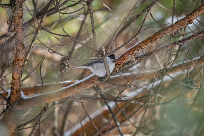 Буроголовая гаичка