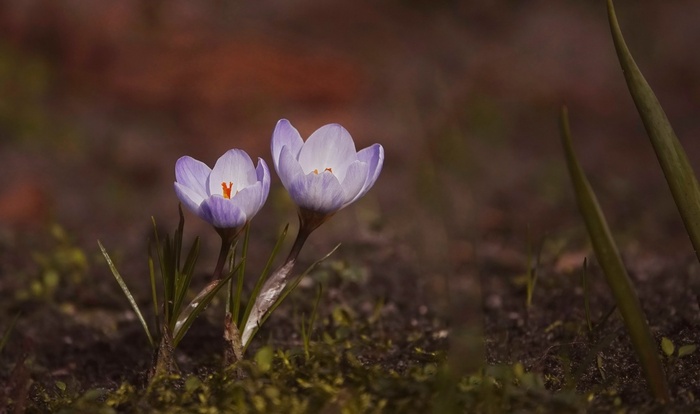 У нас подснежники уже отцвели, эстафету цветения переняли крокусы.