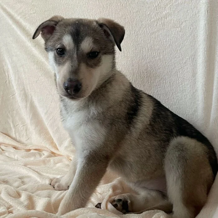 Help the puppy find a home - My, Good league, Homeless animals, Kindness, Pets, Saint Petersburg, In good hands, Dog, Husky, Siberian Husky, Puppies, Overexposure, Lost, Shelter, No rating, Help, Helping animals, Animals, Funny animals