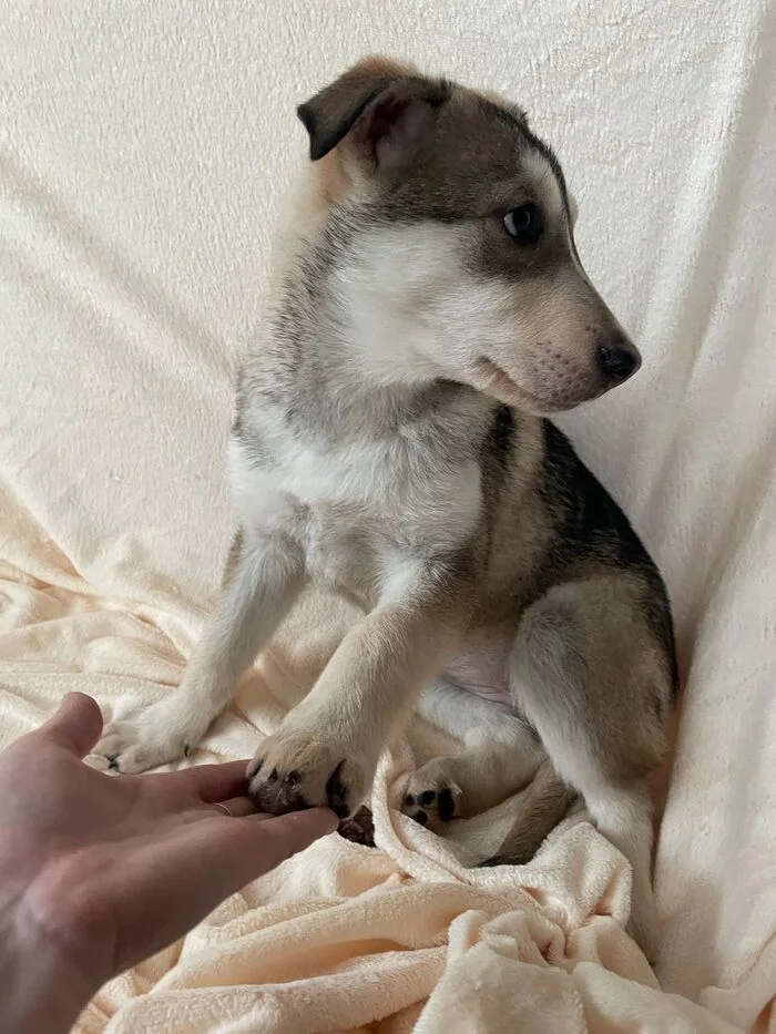 Help the puppy find a home - My, Good league, Homeless animals, Kindness, Pets, Saint Petersburg, In good hands, Dog, Husky, Siberian Husky, Puppies, Overexposure, Lost, Shelter, No rating, Help, Helping animals, Animals, Funny animals